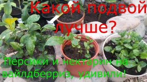 Какой подвой лучше? Что я выращиваю из подвоя для цитрусов? Удивили персики и нектарин с вайлдберриз