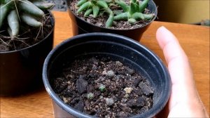 Feedback(atualização) da Mammillaria longimmama.