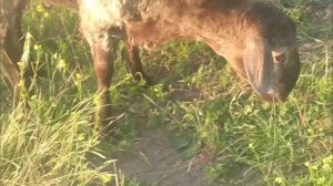 Курдючный Гисарский племенной баран!