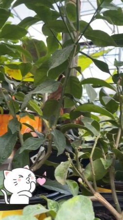 Lime tree citrus family #shorts garden #fruit