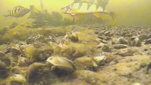 СТОЛЬКО ОКУНЯ НЕ ВИДЕЛ НИКОГДА, НО В КАМЕРУ! ОКУНЬ КЛЮЕТ ВЯЛО, ГЛУХОЗИМЬЕ! ТУРИСТЫ АТАКУЮТ!