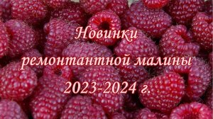 Новинки ремонтантных сортов 23-24г.