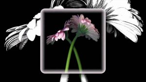 ЦВЕТЫ НА ЧЕРНОМ ФОНЕ... ЭТО КРАСИВО.