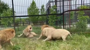 Как разогнать дерущихся львов....тапком:)