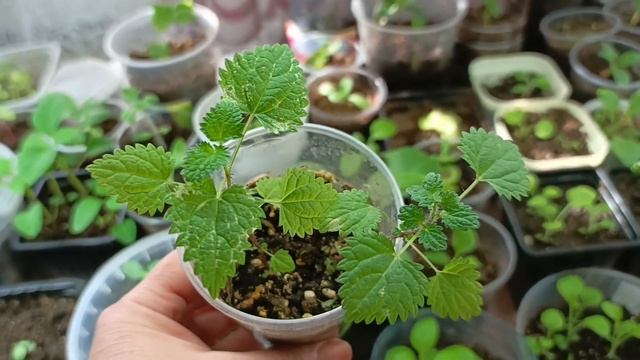 огород на подоконнике 🌱 смотреть онлайн