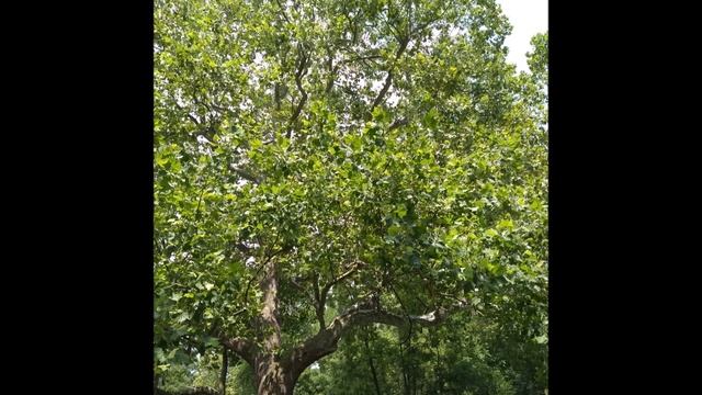 Sycamore Study 1 смотреть онлайн