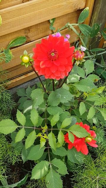 Георгина #красивыецветы #shorts смотреть онлайн