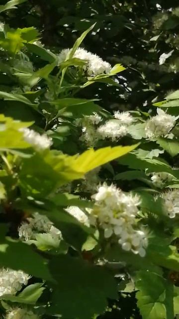 25.05.21.Цветет боярышник смотреть онлайн