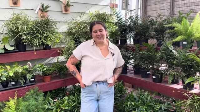 How To Care for Indoor Ferns | Indoor Fern Care Tips | Houseplant Fern Care Guide | Fern Care 101