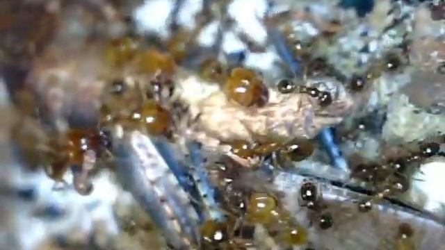 Pheidole vs sauterelle смотреть онлайн