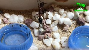 Мирмеция форфиката (Myrmecia forficata) с коконами