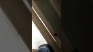 Алёна Кванталиани против орка Тамары Кванталиани в естественной среде обитания (3)