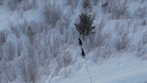 Лоси в зимнем лесу. Интересные факты о Лосях.