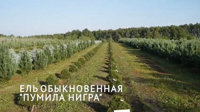 Питомник Ярус.
