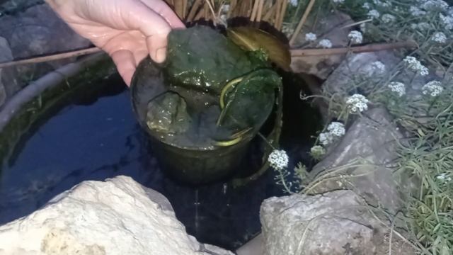 Готую німфеї до зимівлі/водяні лілії/@Рослини для душі