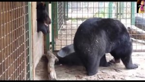 Маша и Миша,Маша не пустила Мишу и не пошла гулять, Masha and Misha, Misha Masha has not started.