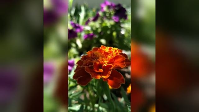 Посмотри, какое лето! ( поем ReAlya and Yulia_vlz on Smule) #RussiawithYuliasha смотреть онлайн