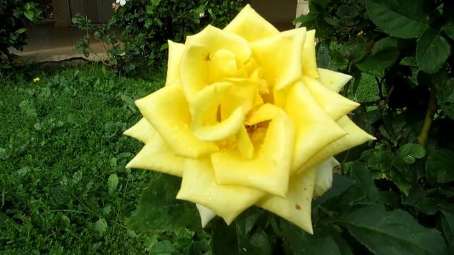 ЖЁЛТЫЕ РОЗЫ!!!КИРЬЯТ-ЯМ.ИЗРАИЛЬ. смотреть онлайн