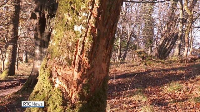 Calls for the reintroduction of lynx in Ireland to help keep deer population in check