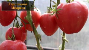 Томаты сорта Мазарини