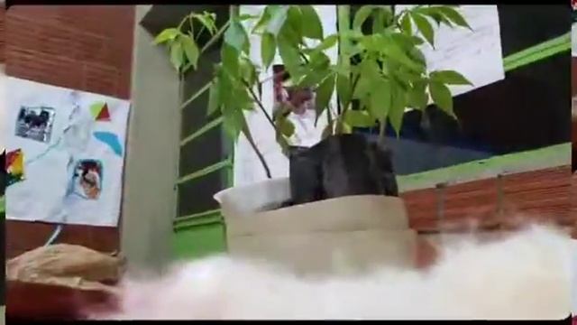 ELEMENTOS BRINCANDO EM MIM, EM TUDO смотреть онлайн