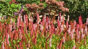 Persicaria affinis 'Darjeeling Red'