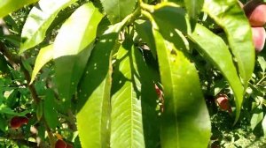 Персик МАНОН (Peach MANON) - неперевершений по смаку,урожайності ,стійкості до хвороб   персик.