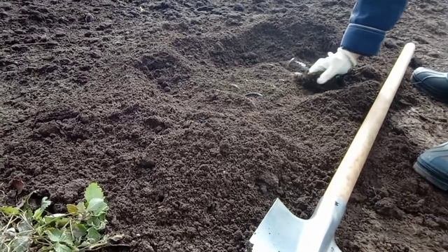 Результат зимовки черенков метельчатой гортензии в земле.