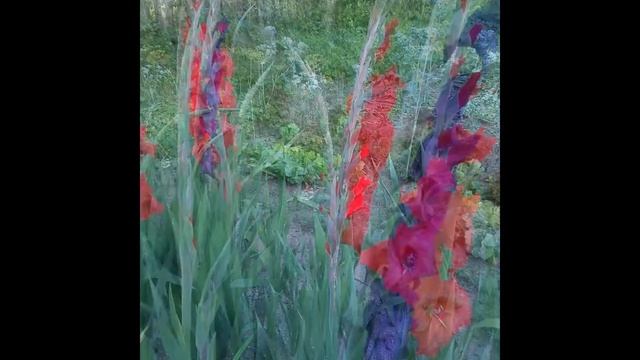 kwiaty z ogrodu mojej cioci смотреть онлайн