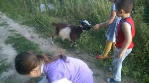 В гостях у местных животных//Видео для детей//козы,гуси//Ledy Mira//1часть