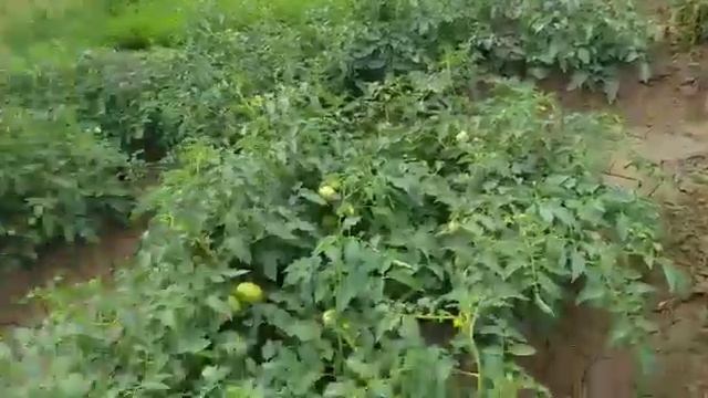 Hybrid Tomato results