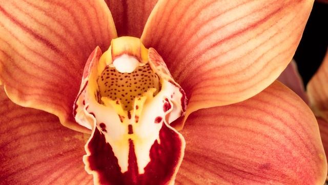 Photographing Smithsonian Gardens' orchid collection ft. Hannele Lahti смотреть онлайн