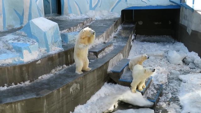 Кормилица дала мишкам немного перекусить рыбкой 23.03.2020 смотреть онлайн