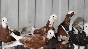 20.07.2024г Голуби Артура г. Тимашевск ч. 1,!!! +79189466779 Артур