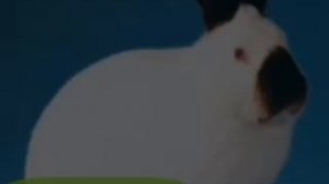 ТОП-5-парод кроликов