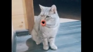 говорящая кошка Сима