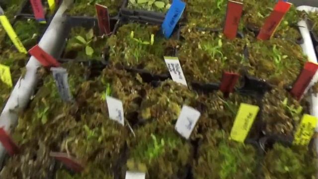 168 Nepenthes Perdidas por los frios....Ni con chimenea 24 horas Es suficiente смотреть онлайн