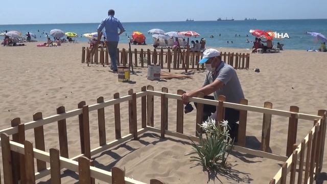 Koruma Altındaki Kum Zambakları Çoğalıyor смотреть онлайн