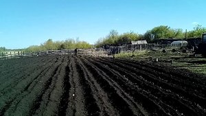 Посадка картофеля в борозды