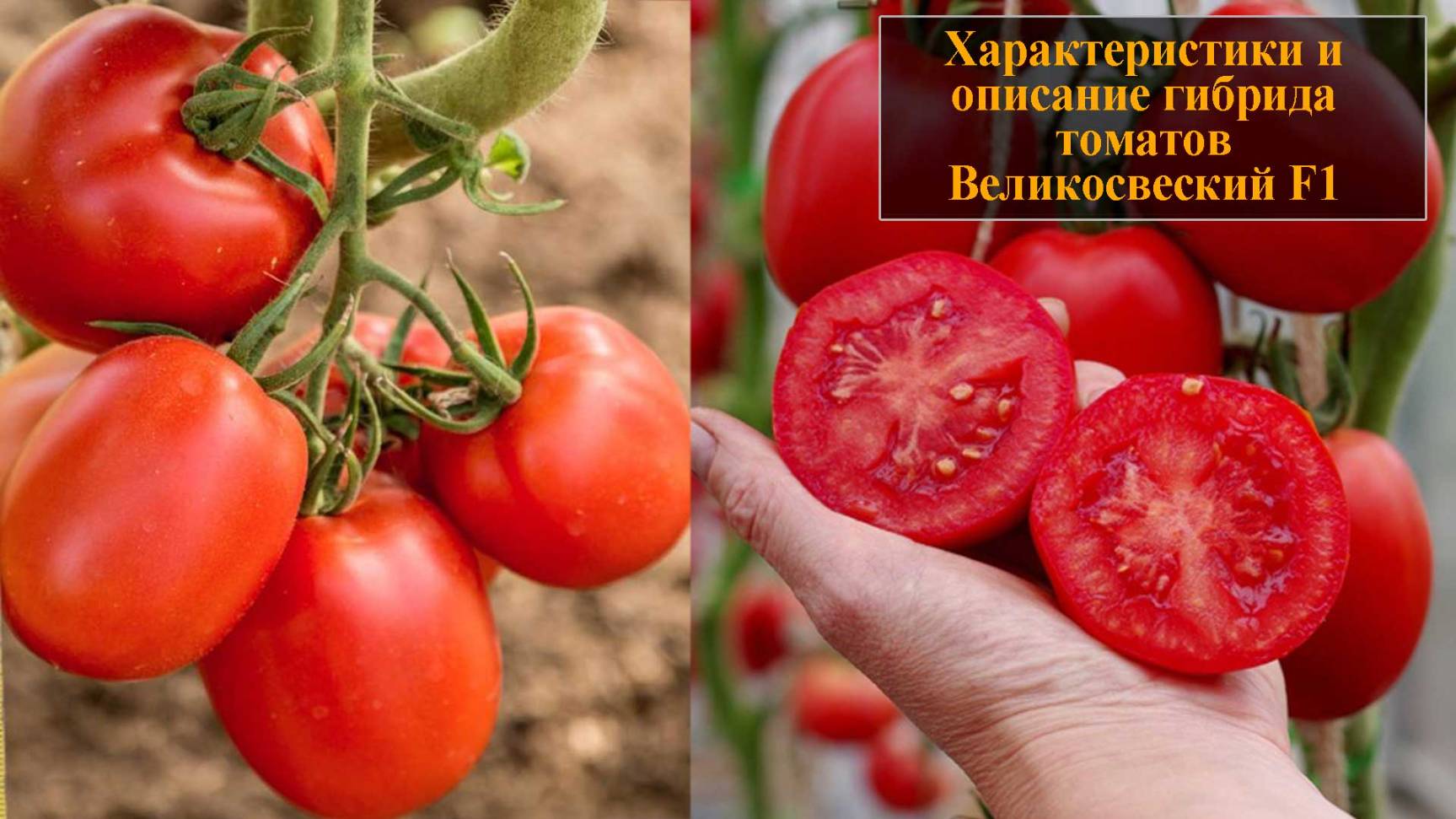 Характеристики и описание гибрида томатов Великосветский F1 смотреть онлайн