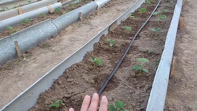 🔜ОБА САР ДОДЕМ 🔙 смотреть онлайн