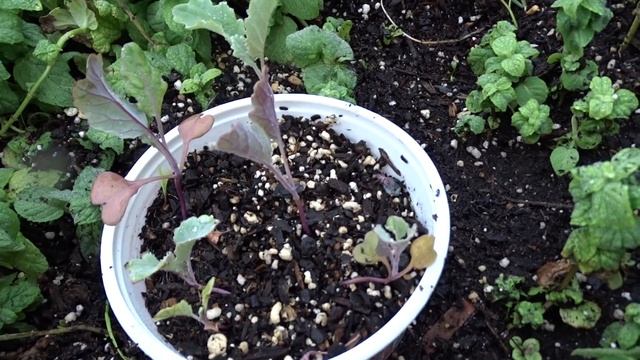 Cool Weather  Growing Purple Sprouting Broccoli Mint Tomatoes Deck Garden Hummingbird Nest on Windo