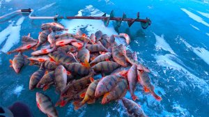 ОКУНИ РВУТ МОРМЫШКИ !!!