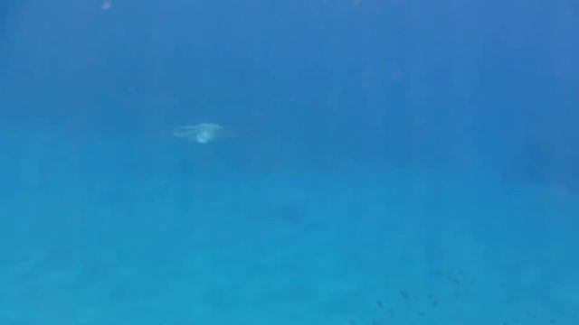 Eagle ray - Aetobatus narinari in Egypt shallow waters