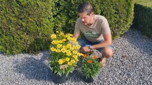 NEW: Coreopsis Solar