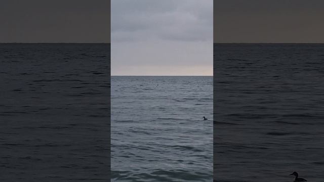 Чёрное море 🌊 зимой. Штиль, чайки, чомги...