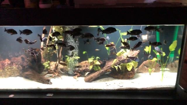 Tropheus Tank with Plants смотреть онлайн