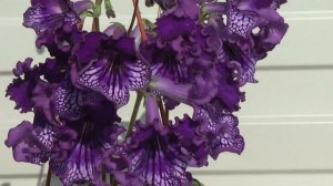 DS-Midnight Poison, 1535 ,