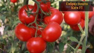 Гибрид томата Катя