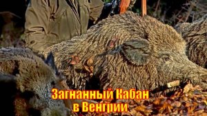 Загнанный Кабан в Венгрии